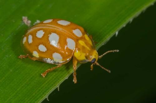 Halyzia sedecimguttata