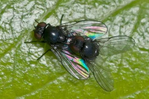 Réf. 131 609 : Agromyzinae inconnu