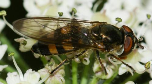 Réf. 131 030 : Xanthandrus comtus