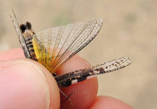 Acrotylus longipes