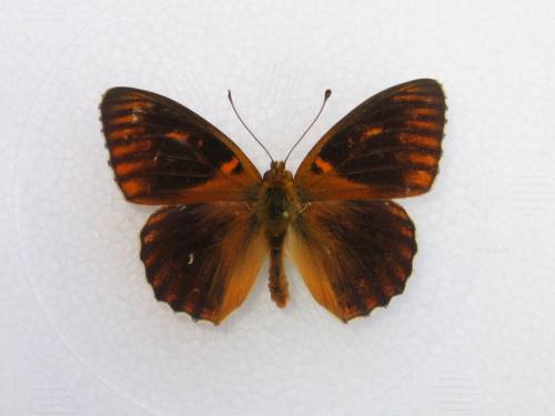 Argynnis aglaja
