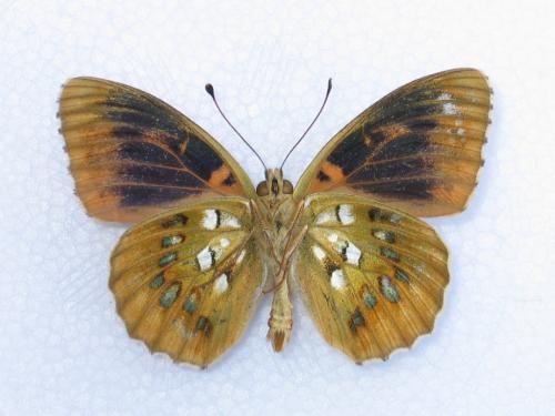 Argynnis aglaja