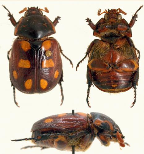 Parastasia rufopicta