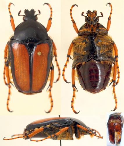 Moriaphila testaceipes