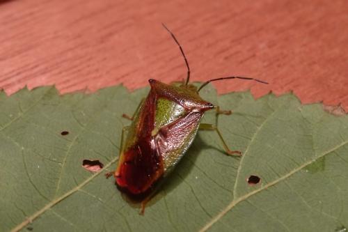 Acanthosoma haemorrhoidale haemorrhoidale