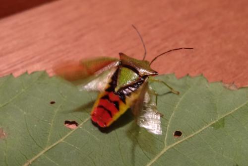 Acanthosoma haemorrhoidale haemorrhoidale