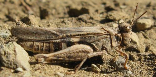 Réf. 131 435 : Acrotylus sp.