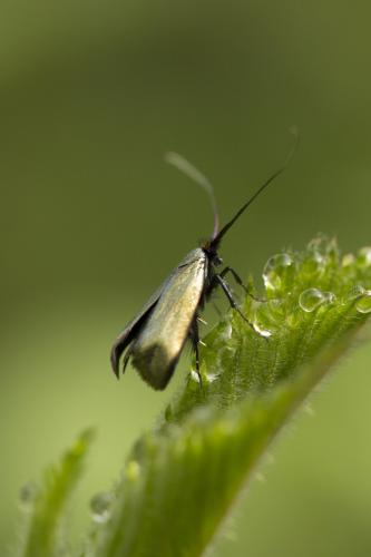 Adela reaumurella