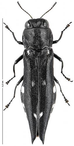 Agrilus guerini