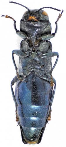 Réf. 131 779 : Agrilus viridis