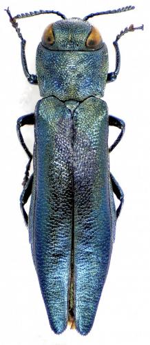 Réf. 131 778 : Agrilus viridis