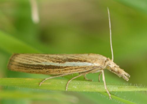 Réf. 131 425 : Agriphila tristella