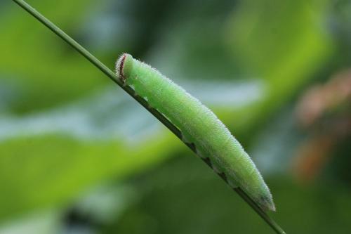 Hyponephele lycaon