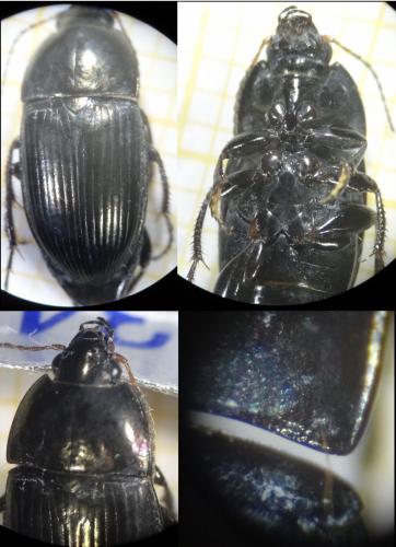 Réf. 131 761 : Amara ovata