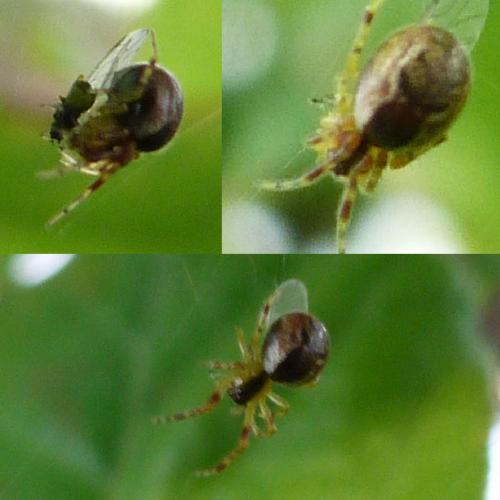 Réf. 131 893 : Anelosimus vittatus