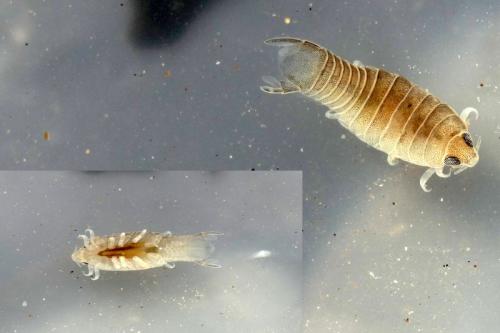 Anilocra sp.