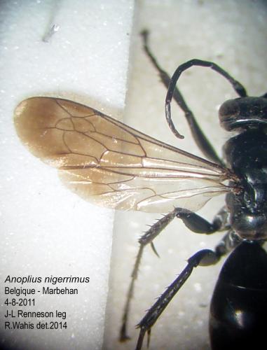 Anoplius nigerrimus