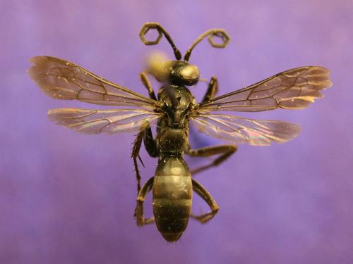 Anoplius nigerrimus