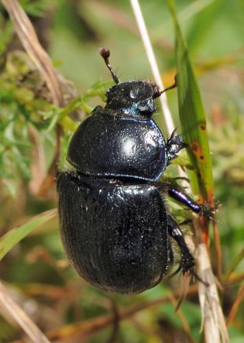 Anoplotrupes stercorosus