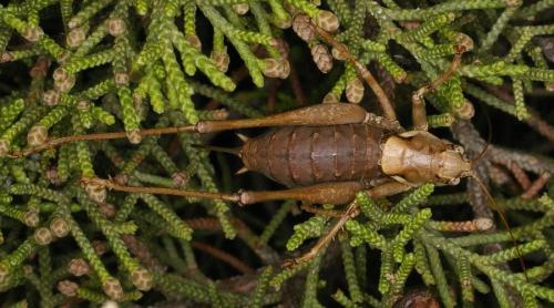 Antaxius pedestris pedestris