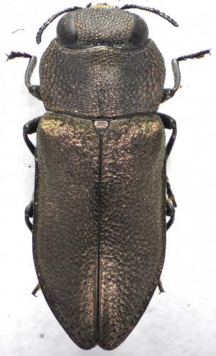 Réf. 131 833 : Anthaxia chevrieri