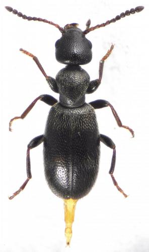 Anthicus tristis