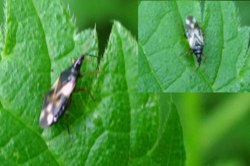 Anthocoris nemorum