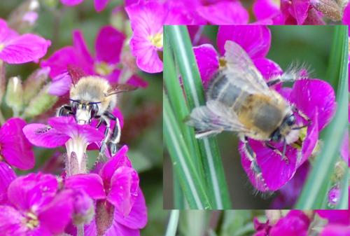 Anthophora plumipes