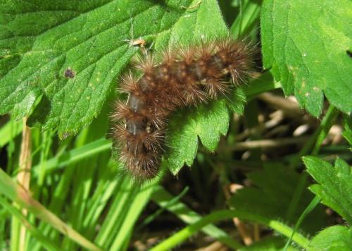Spilosoma lutea