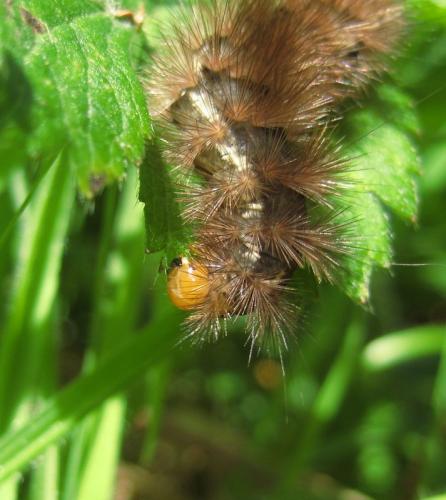Spilosoma lutea