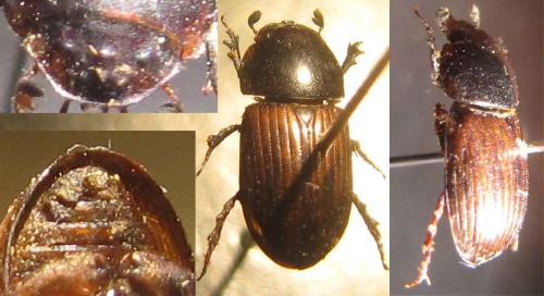 Réf. 131 628 : Agrilinus sp.