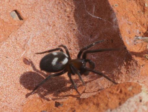 Titanoeca quadriguttata