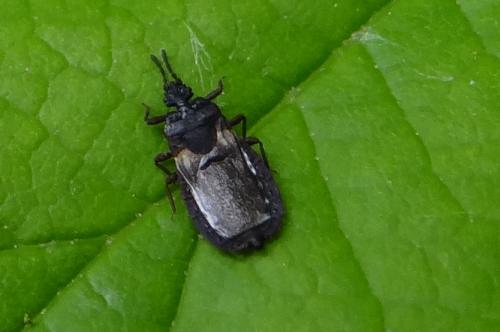 Aneurus avenius