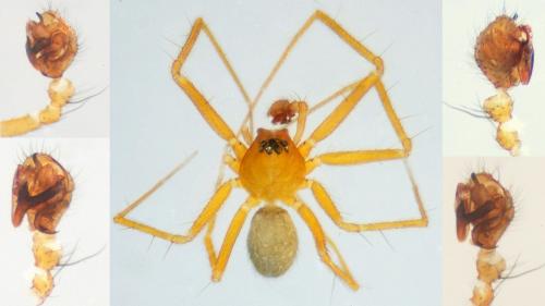 Palliduphantes pallidus