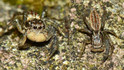 Réf. 131 463 : Marpissa radiata