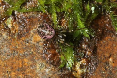 Réf. 131 809 : Drapetisca socialis