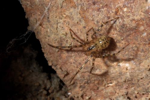 Nesticus cellulanus