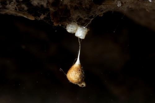 Nesticus cellulanus
