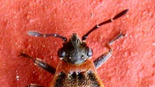 Arocatus sp.
