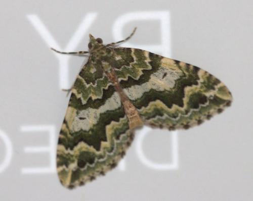 Asaphodes beata