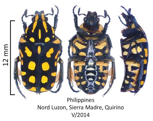 Reineria flavopunctata