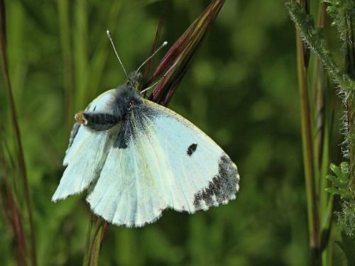 Réf. 131 433 : Anthocharis cardamines