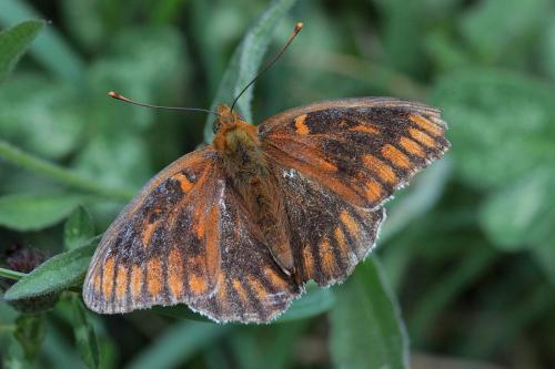 Réf. 131 507 : Argynnis sp.