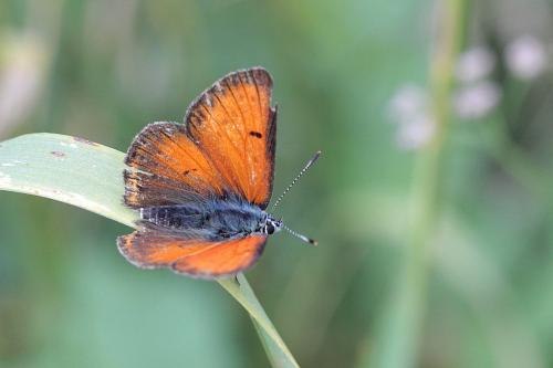 Lycaena hippothoe