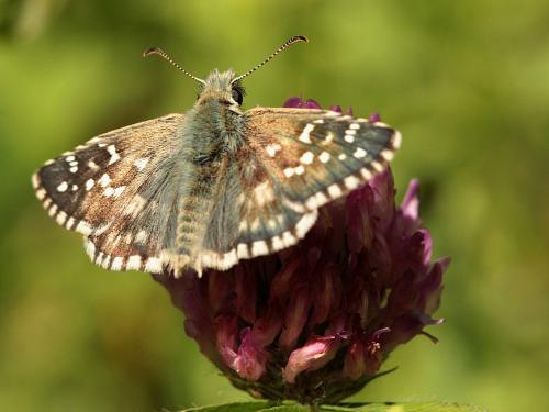 Réf. 131 629 : Pyrgus sp.