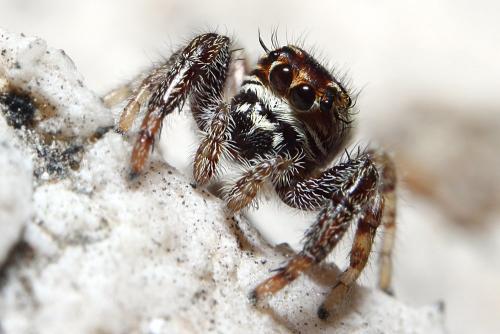 Macaroeris nidicolens