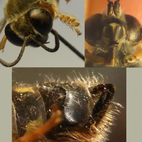 Bembix zonata