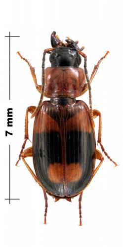 Badister lacertosus