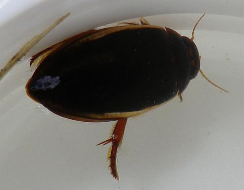 Ilybius fuliginosus