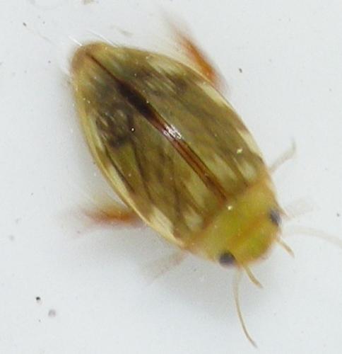 Laccophilus hyalinus